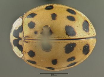 Media type: image;   Entomology 602362 Aspect: habitus dorsal view